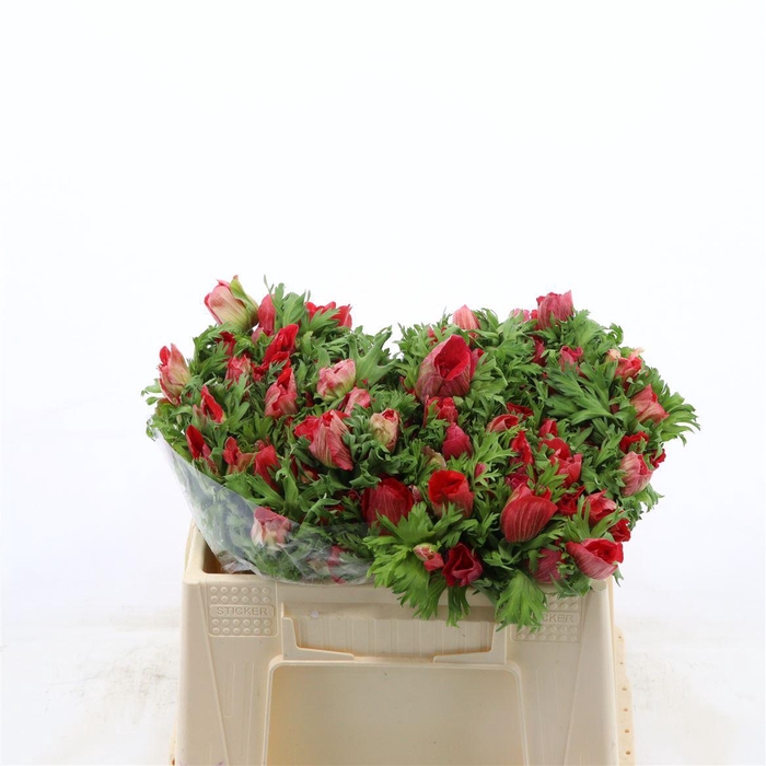 <h4>Anemone Galil Rood</h4>