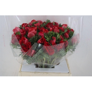 Anem Mistral Super Red