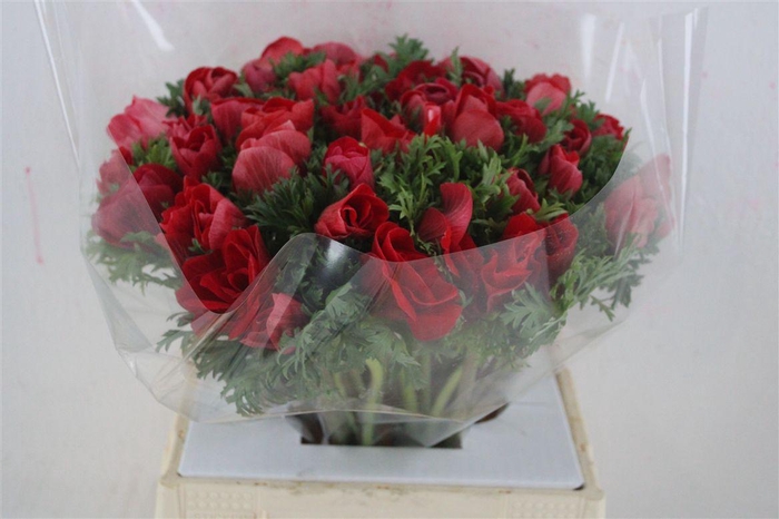 <h4>Anem Mistral Super Red</h4>