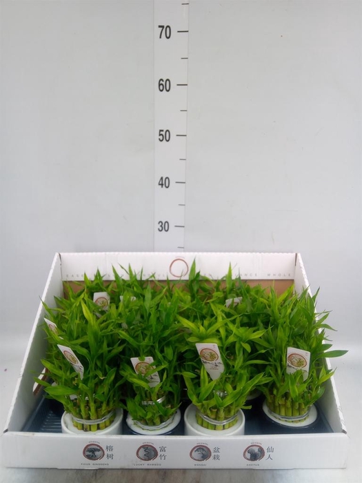<h4>Dracaena sand. 'Lucky Bamboo' ..pyr</h4>
