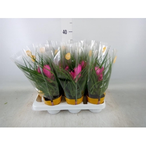 Tillandsia cyanea 'Josee'