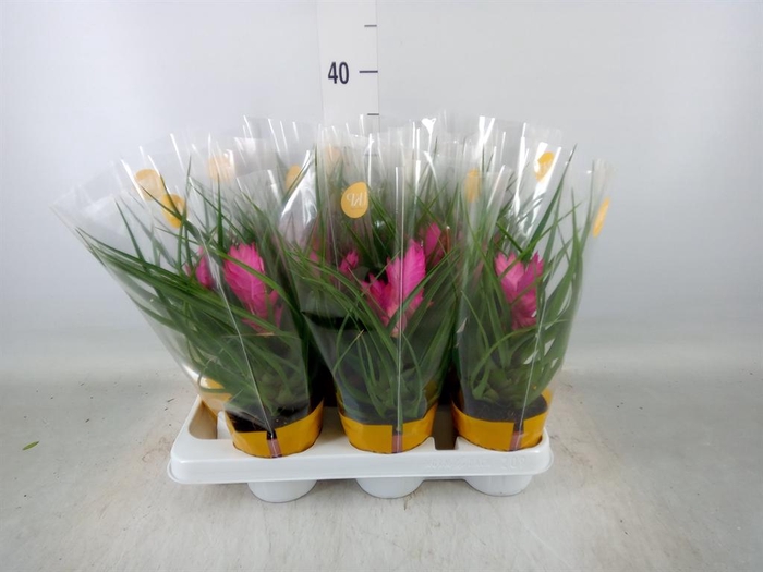 <h4>Tillandsia cyanea 'Josee'</h4>