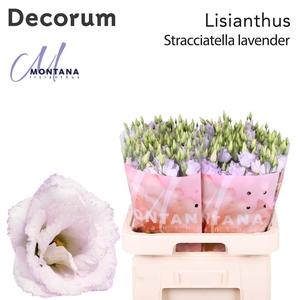 Lisianthus Stracciatella lavender 70cm