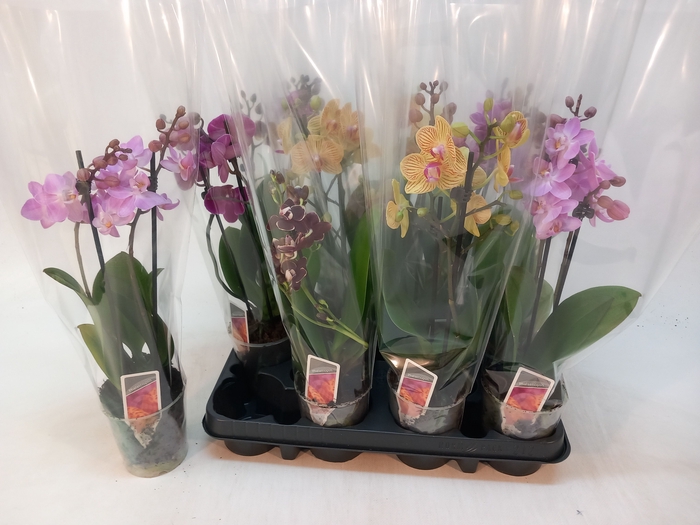 PHAL MF GEM 4 KL