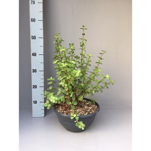 <h4>Portulacaria afra 27 cm</h4>