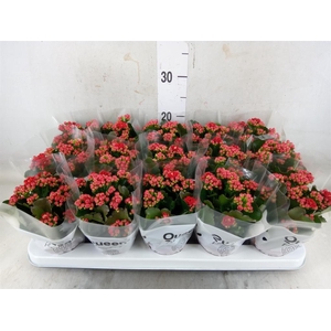 Kalanchoe blos. 'Calandiva Rubio'
