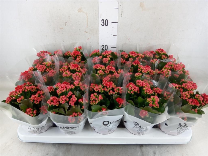 <h4>Kalanchoe blos. 'Calandiva Rubio'</h4>
