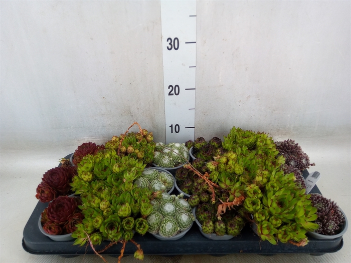 <h4>Sempervivum   ...mix</h4>