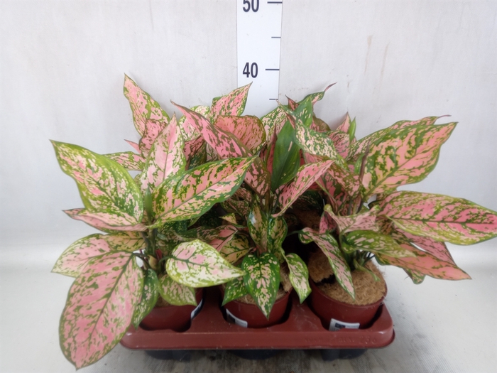 <h4>Aglaonema   ...</h4>