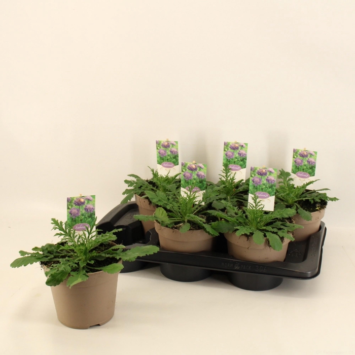 <h4>SCAB COLUMBARIA</h4>