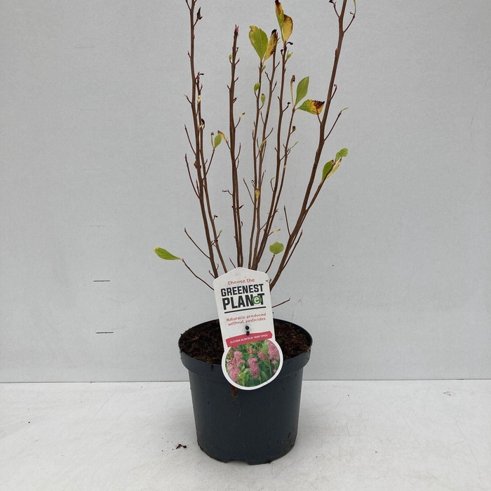 <h4>Clethra alnifolia</h4>