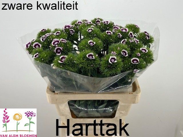 <h4>DI BARB WILL BIC PUR</h4>