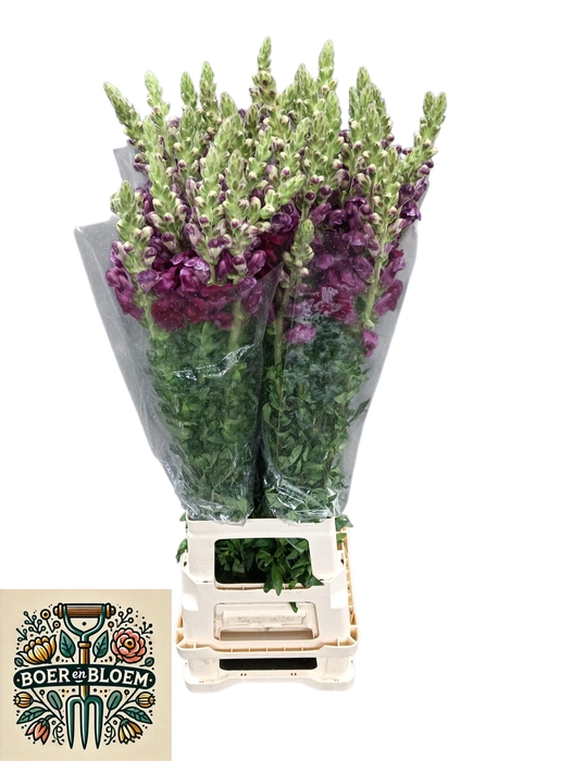 <h4>ANTIR POTO RED</h4>