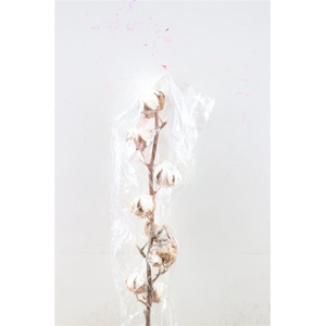 Gossypium (katoen) 9 Bal