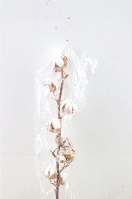 <h4>Gossypium (katoen) 9 Bal</h4>