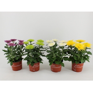 Chrysanthemum Indicum Anastasia mix