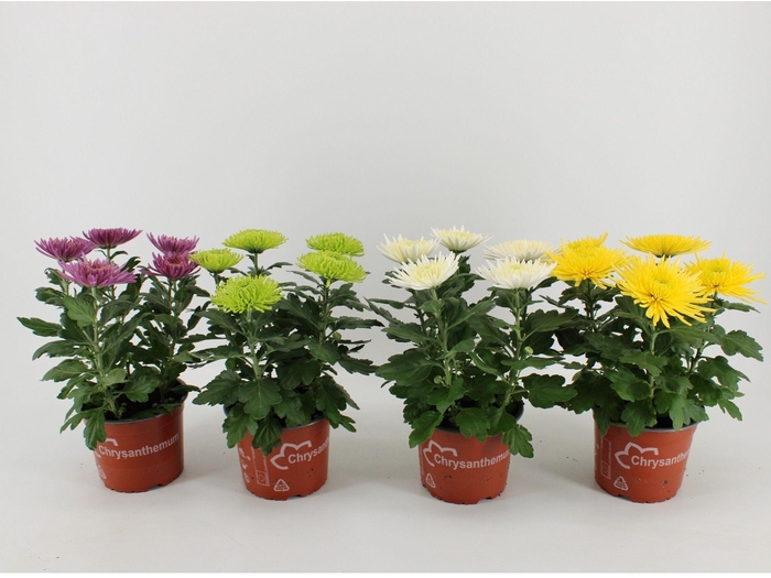 <h4>Chrysanthemum Indicum Anastasia mix</h4>