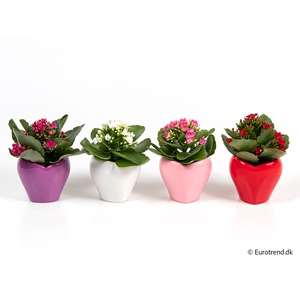 KALANCHOE BLOSSF P 6 E 2553