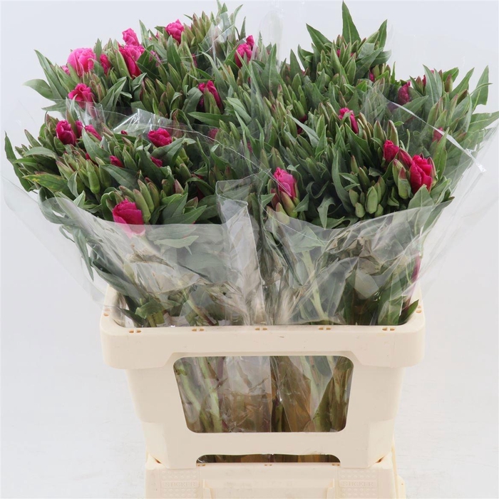 <h4>CLARKIA AM GR RED</h4>