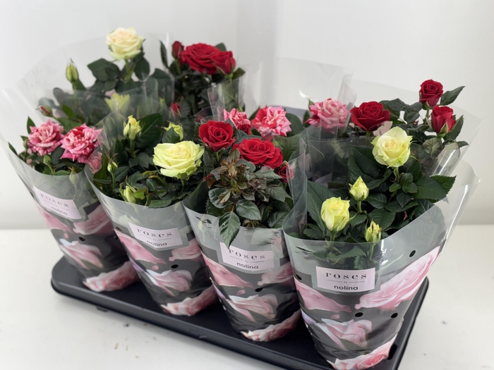<h4>Nolina Roses Ø 13 cm. Christmas Mix</h4>
