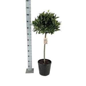 LAU NOBILIS