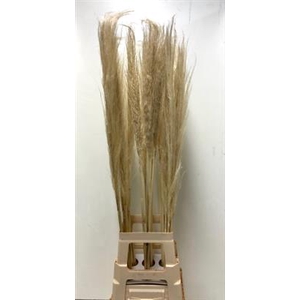 CORTADERIA EVITA BLEEK =3=