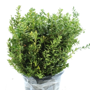 Buxus 250 Grams