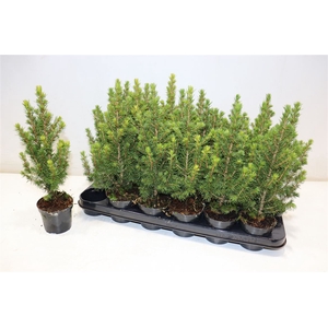 Picea Gl Conica