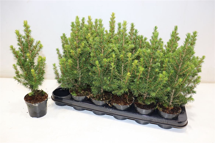 <h4>Picea Gl Conica</h4>