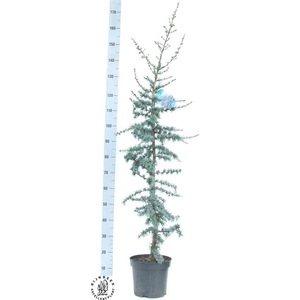 CEDRUS L GLAUCA