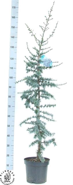 CEDRUS L GLAUCA