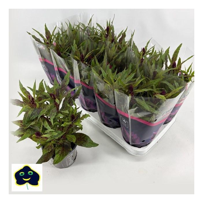 <h4>CEL INTENZ DARK PURP</h4>