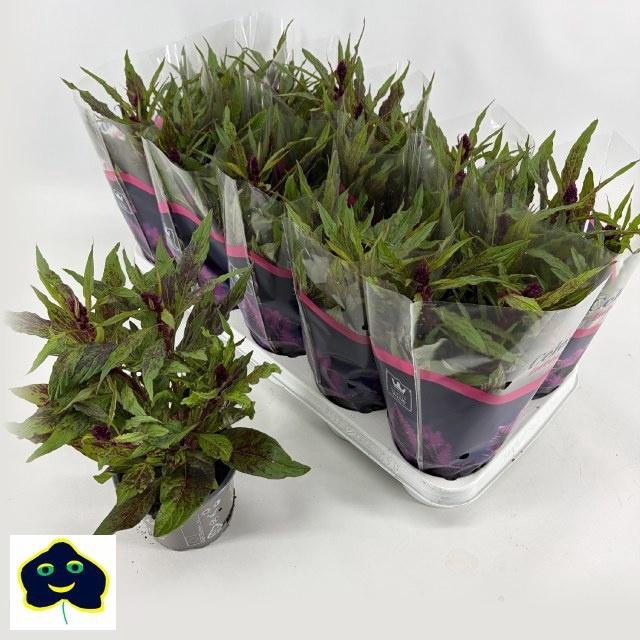 CEL INTENZ DARK PURP