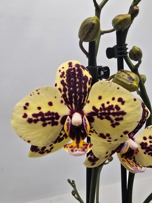 <h4>Limited 52 week18</h4>