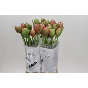 Tulipa du Renown Unique