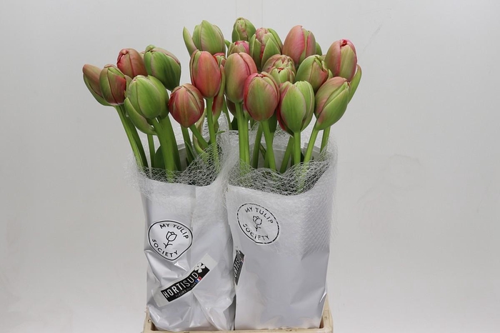 <h4>Tulipa (frans) Du Renown Unique</h4>