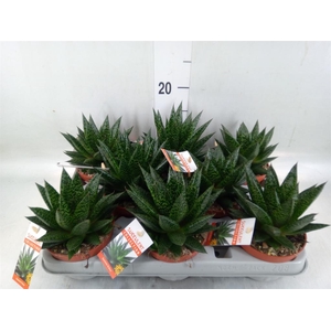 Gasteria