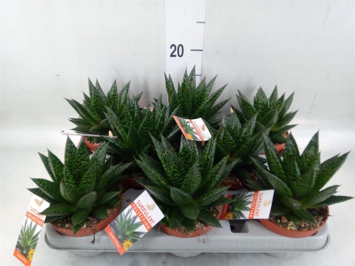 <h4>Gasteria</h4>