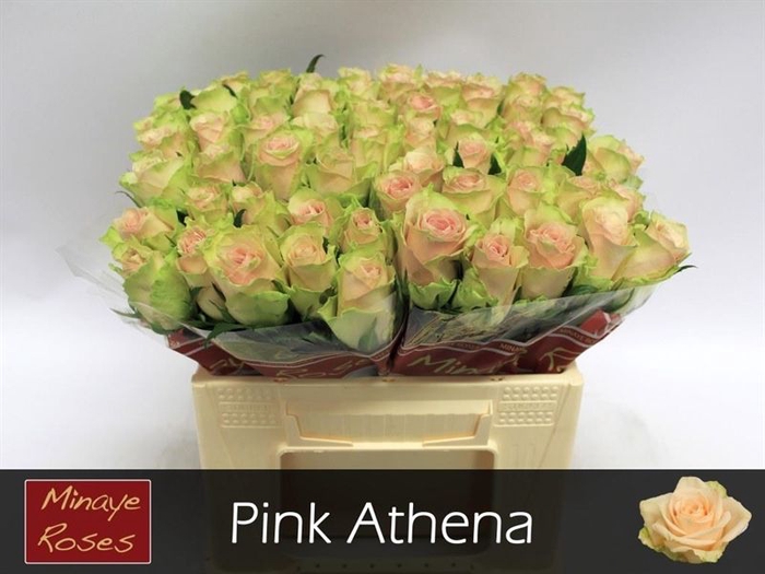 <h4>R GR PINK ATHENA</h4>