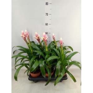 Guzmania  'Candy'