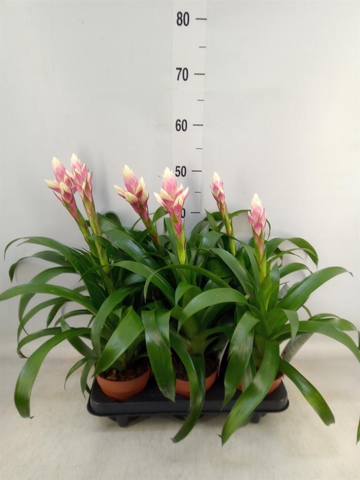 <h4>Guzmania  'Candy'</h4>
