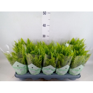 Nephrolepis exal. 'Green Moment'