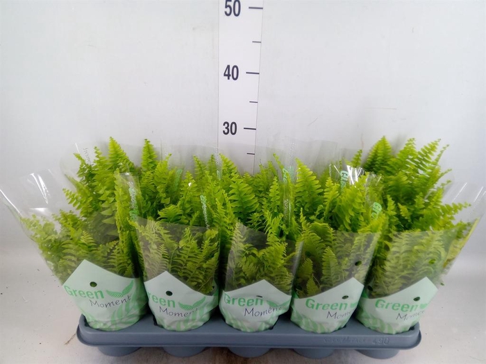 <h4>Nephrolepis exal. 'Green Moment'</h4>