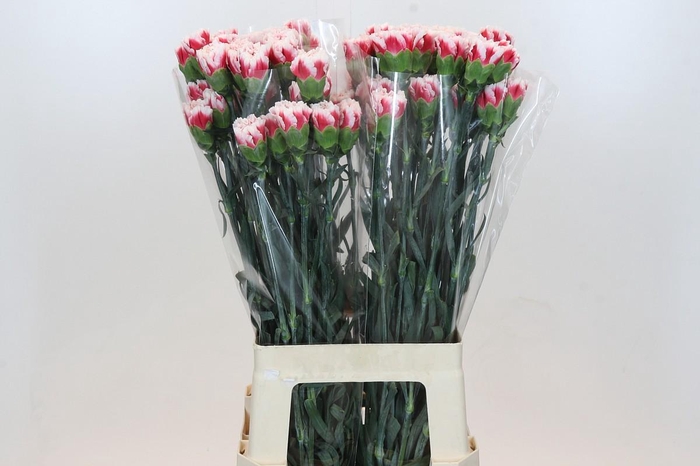 <h4>Dianthus St Safari</h4>