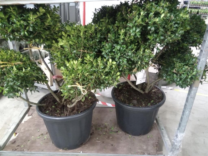 <h4>Ilex crenata</h4>