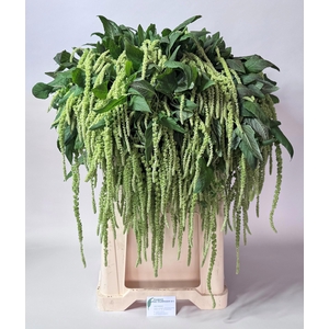 Amar Ca Green Cord