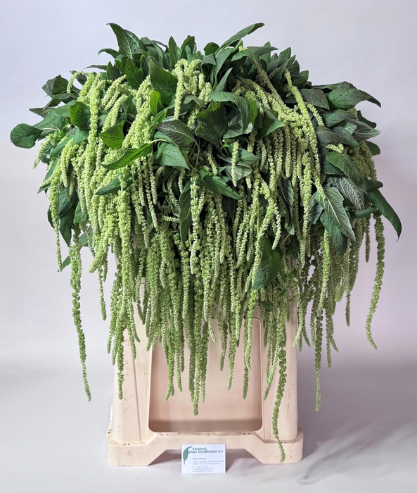 <h4>Amar Ca Green Cord</h4>