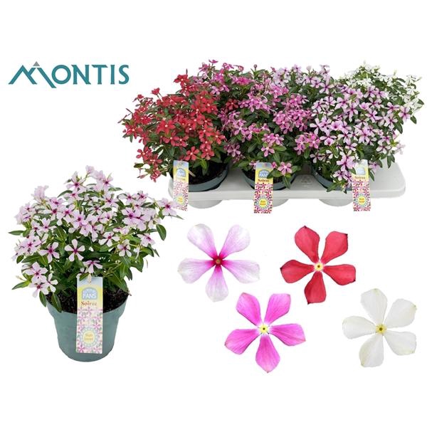 <h4>Catharanthus roseus Soirée gemengd</h4>