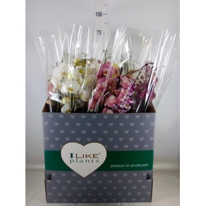 Phalaenopsis   ...mix