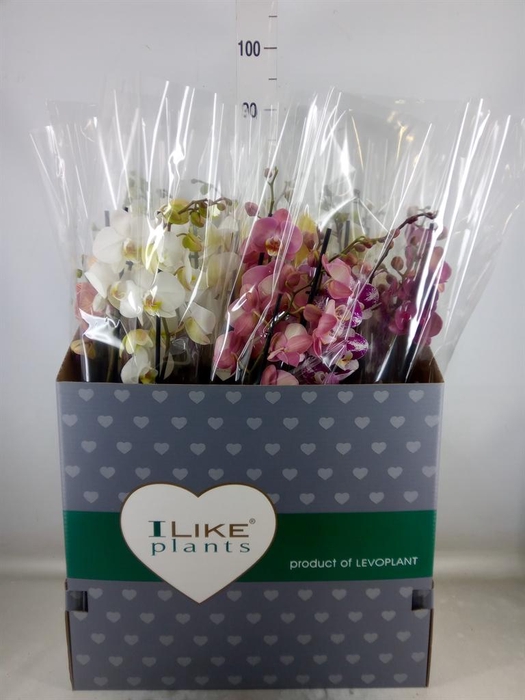 <h4>Phalaenopsis   ...mix</h4>